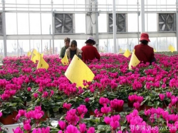 扬州高邮：每天发货30万株，花工厂绽放乡村振兴致富花