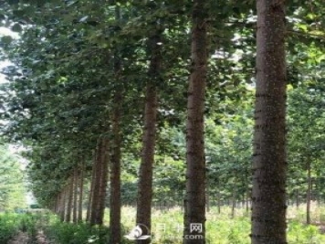 河南周口：培育出不飞絮的杨树新品种
