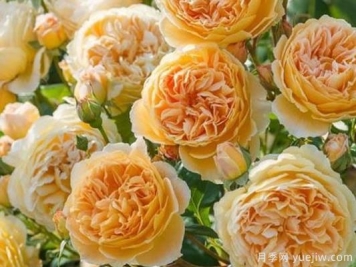 大花香水月季的养护方法，分享10种花香飘满屋
