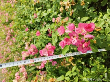 安吉拉月季盆栽苗，60厘米高基地发货