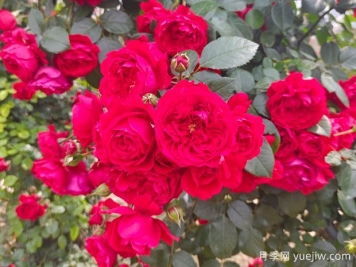 6款红色系的藤本月季品种，适合打造网红花墙