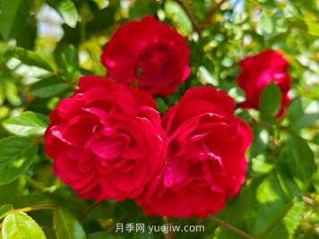 月季红木香爆花机器，花艳丽花量大花期长