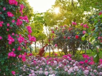 上海前滩休闲公园，月季花海盛景等你赏